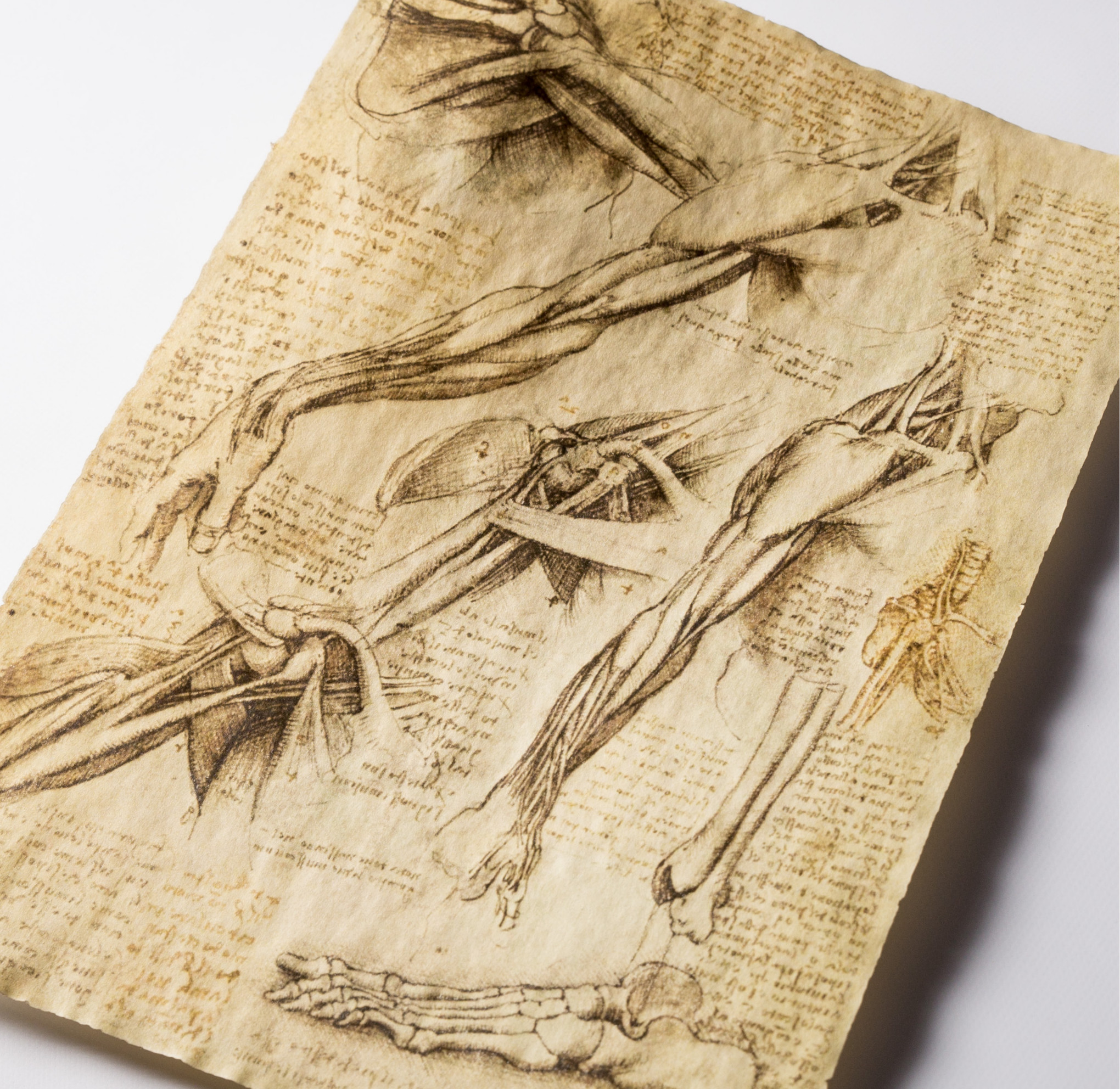 anatomia 1
