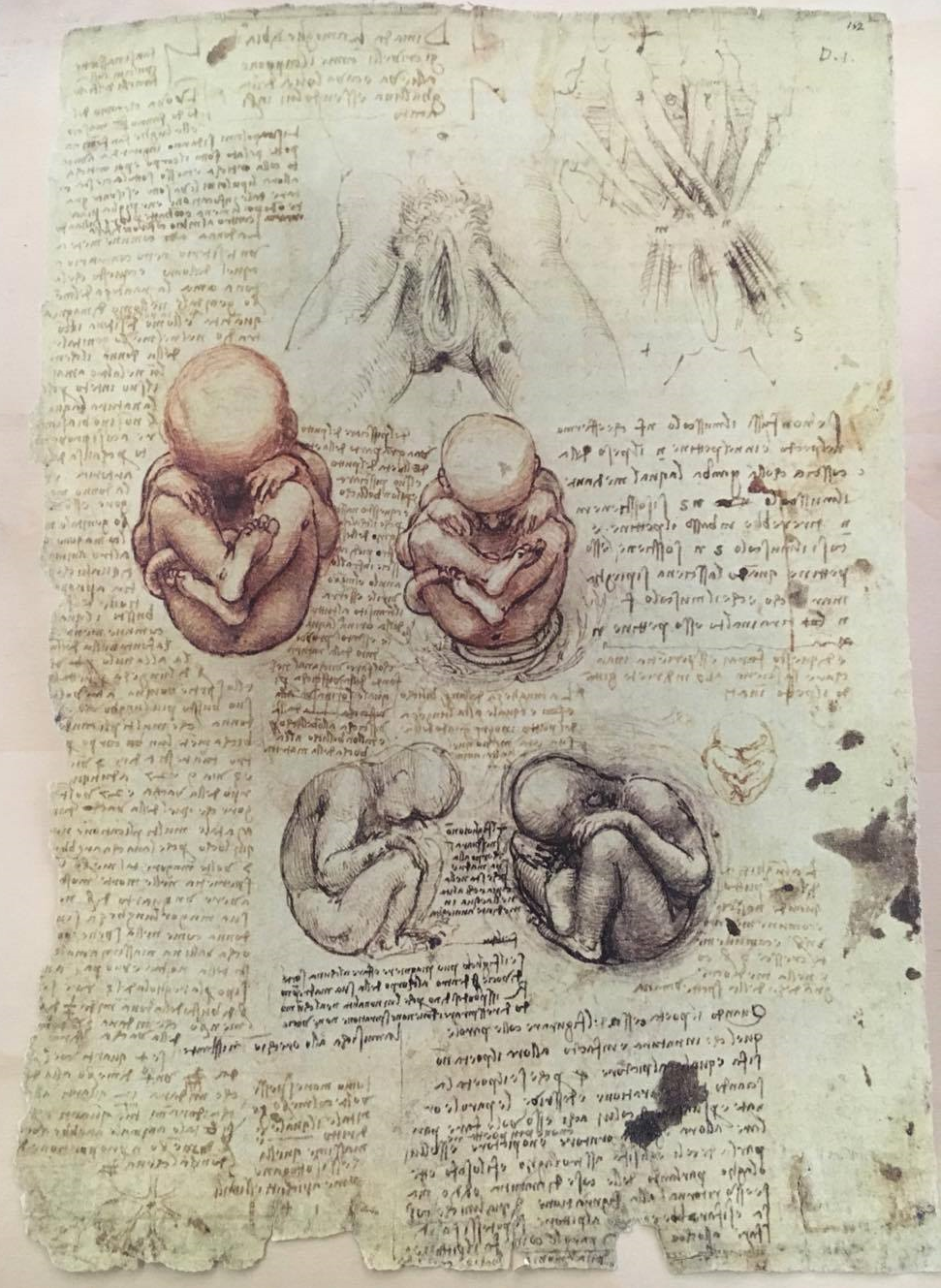 anatomia 2